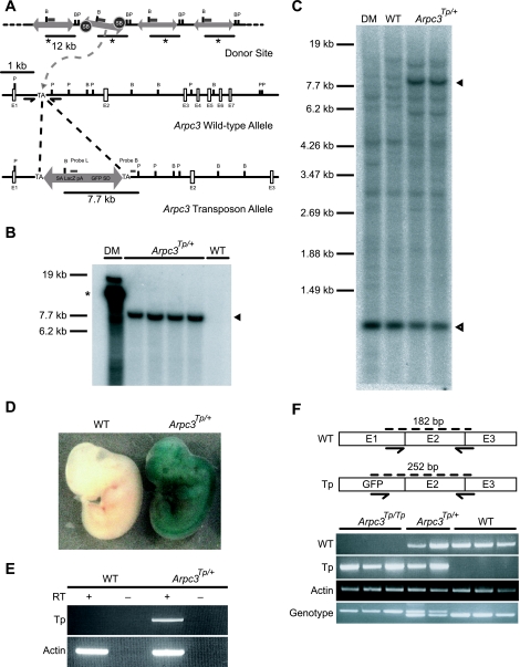 FIG. 1.