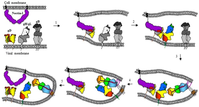 Figure 5