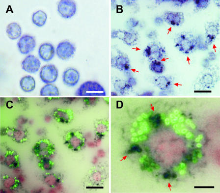 FIG. 4.