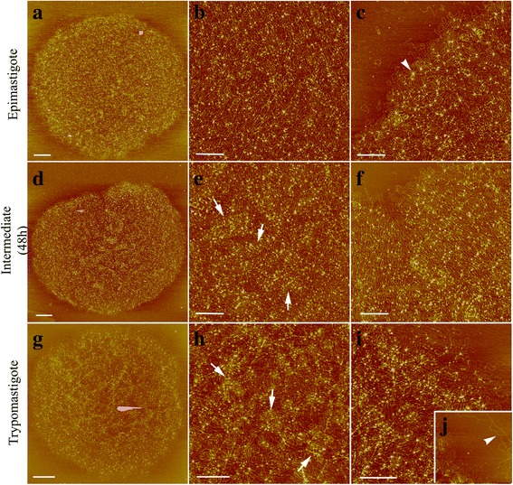 Fig. 7