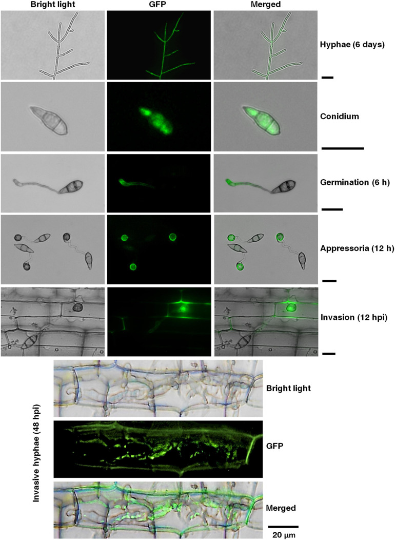 FIGURE 2