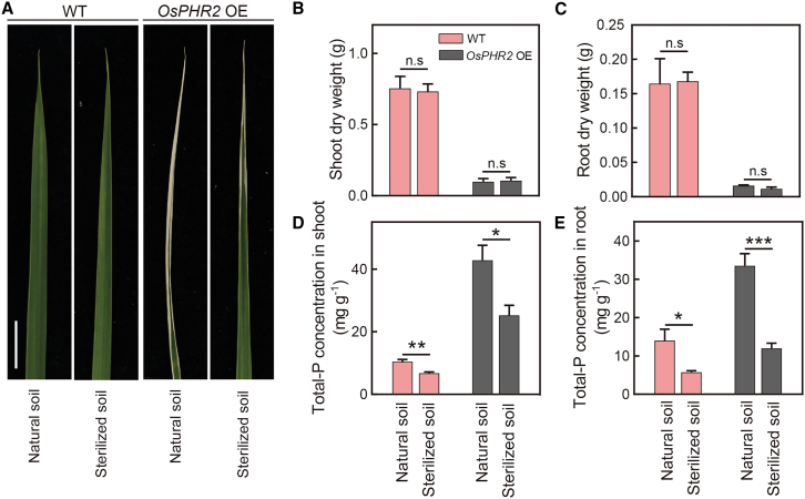 Figure 1