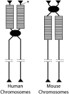 F<sc>igure</sc> 3.—