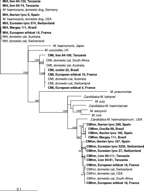 FIG. 1.