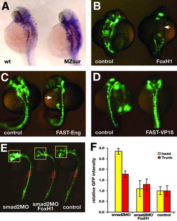 Fig.6