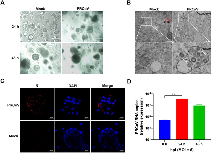 FIG 3