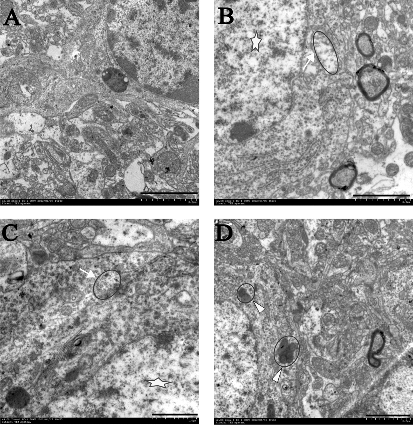 Fig. 7