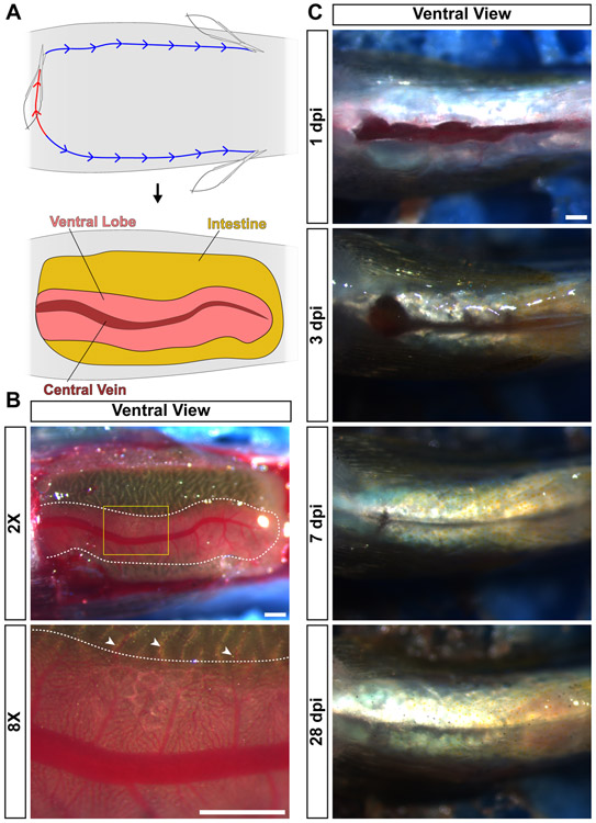 Figure 2.