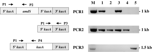 Fig. 5