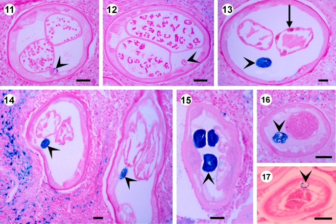 Fig. 3