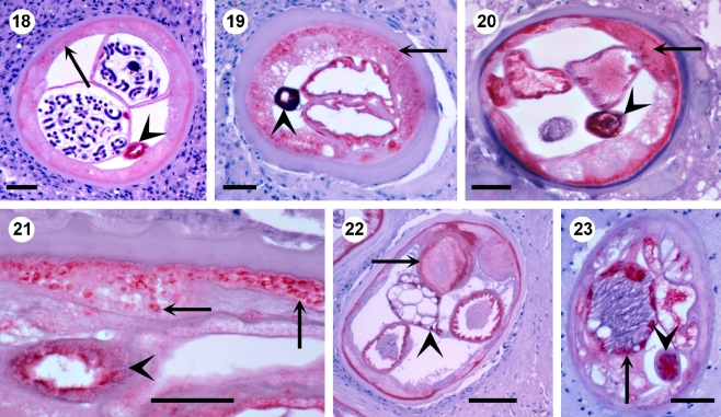 Fig. 4