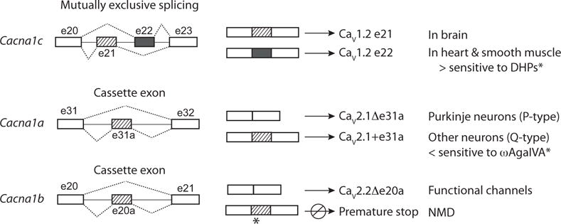 Fig. (1)