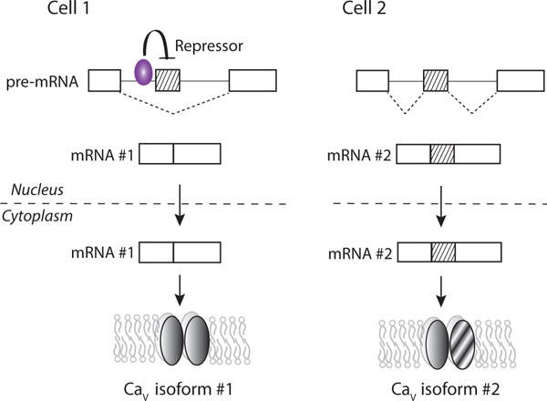 Fig. (2)