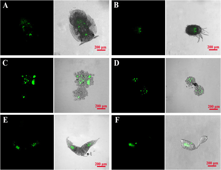 Figure 7