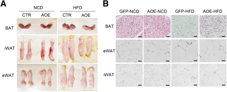 Figure 13