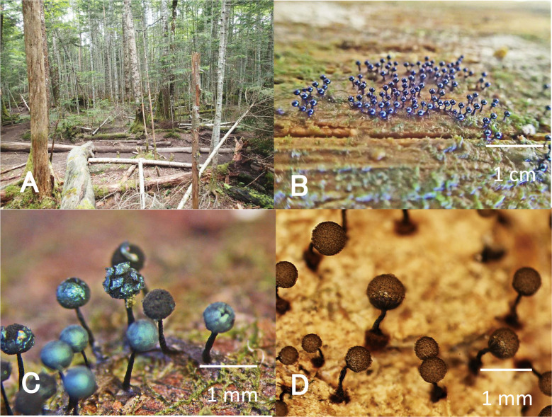 Fig. 1 - Survey site in a subalpine coniferous forest on Mt. Yatugatake, and myxomycete fruiting bodies. A: Fallen logs on the forest floor. B: Colony of myxomycete fruiting bodies on a portion of a log exhibiting white rot. C: Fruiting bodies of Lamproderma columbinum. D: Fruiting bodies of Cribraria macrocarpa.