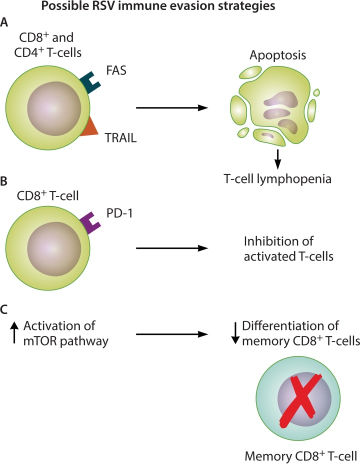 FIG 2