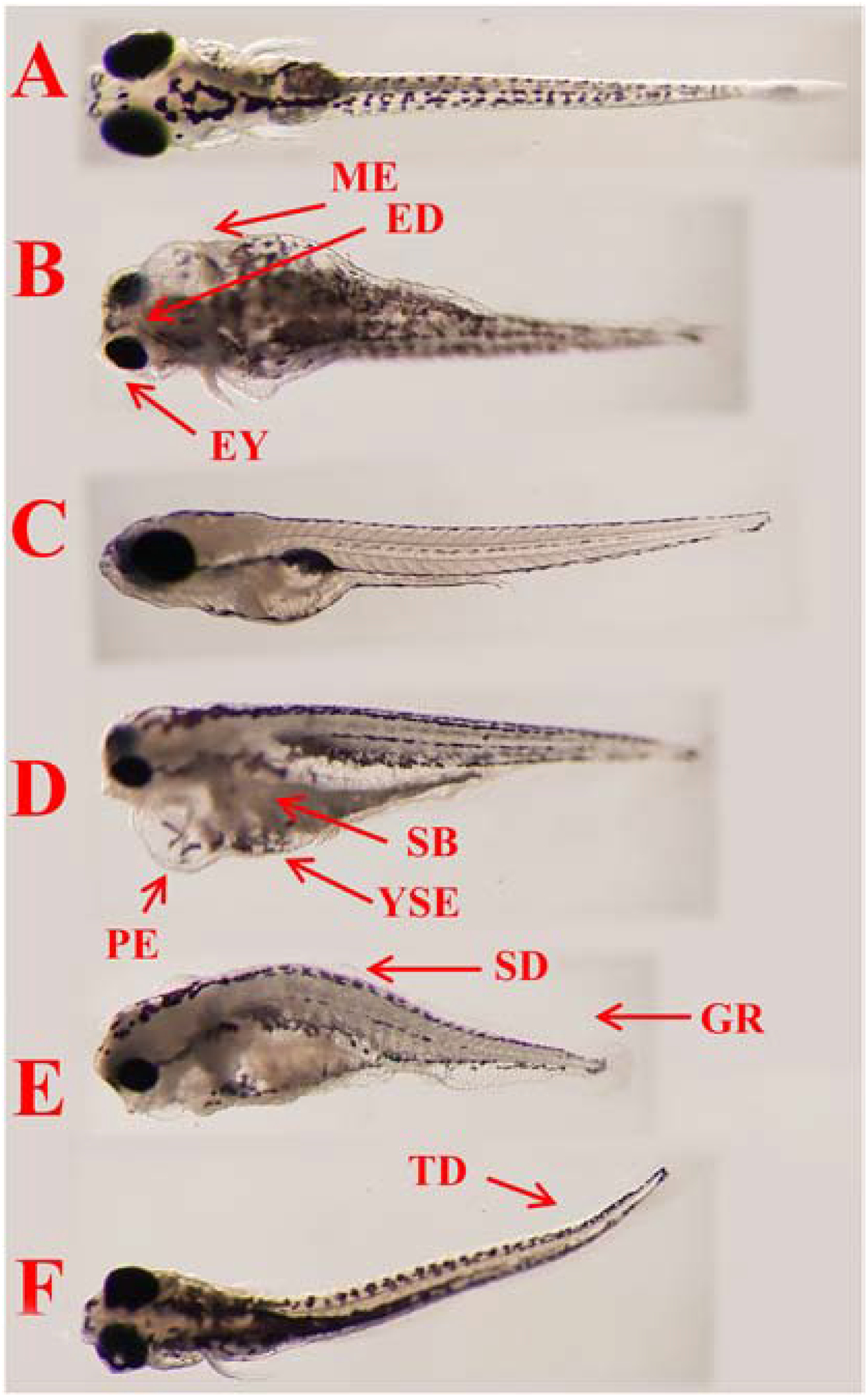 Figure 3.