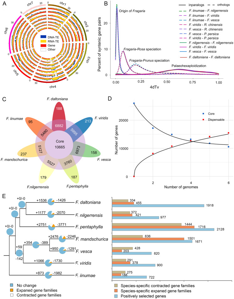 Evolutionary history and pan-genome dynamics of strawberry (Fragaria ...