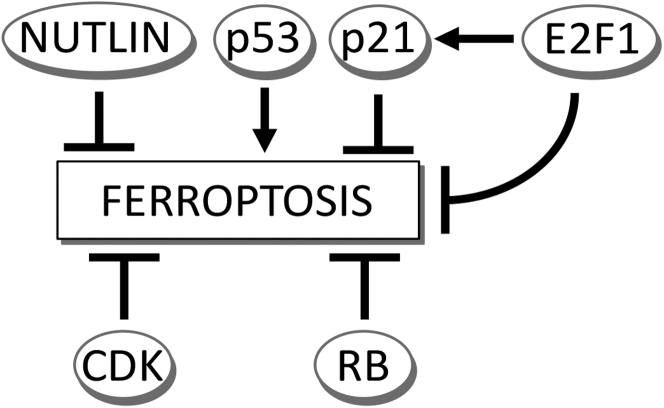 Figure 13