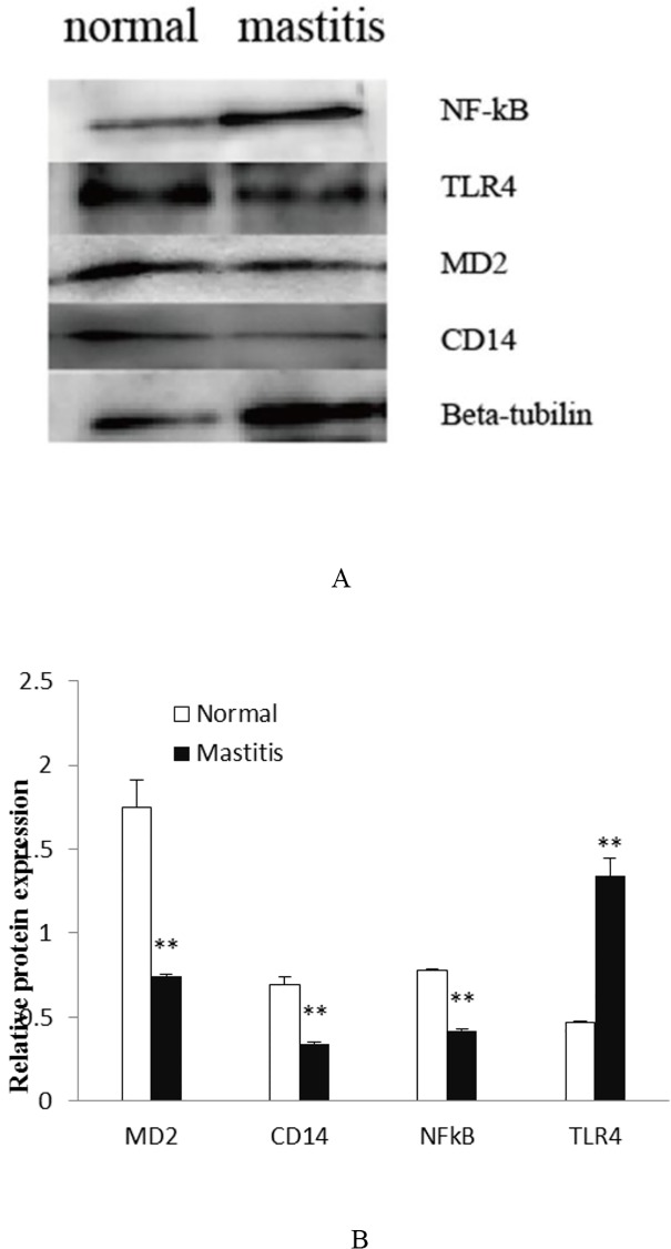 Fig 6