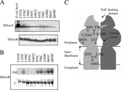 FIG. 1.