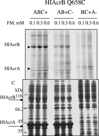 FIG. 4.