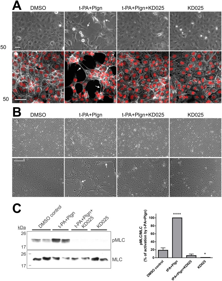 Fig 4