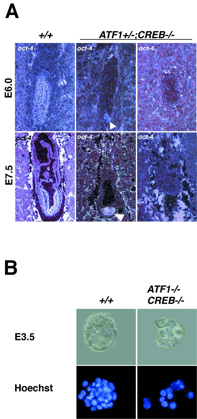 FIG. 5.