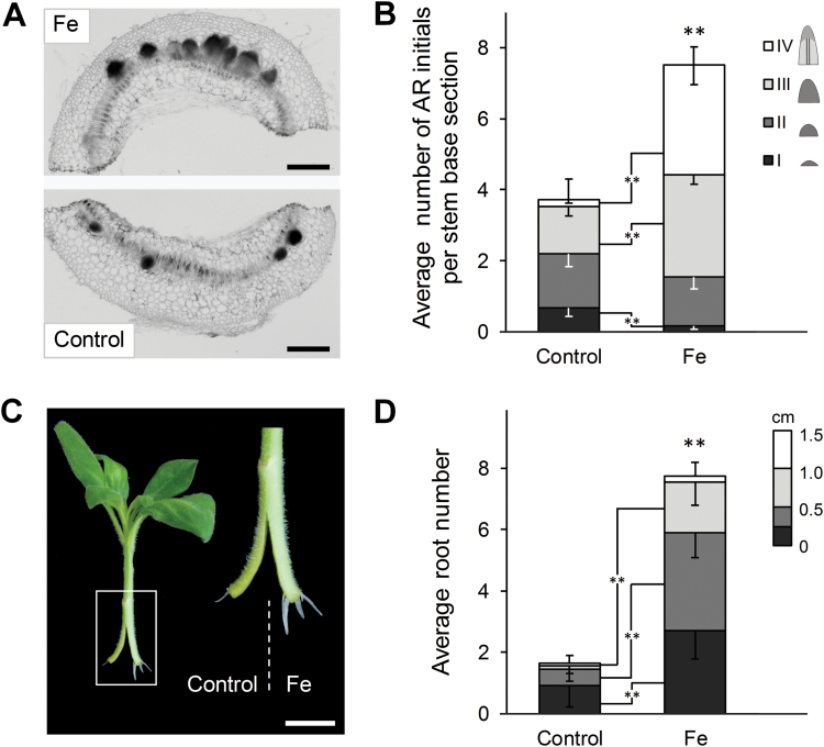 Fig. 8.