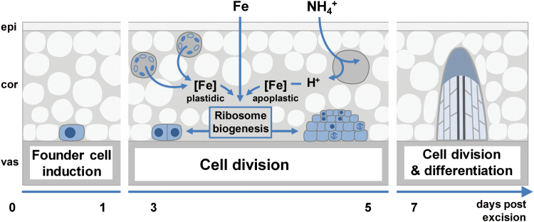 Fig. 11.