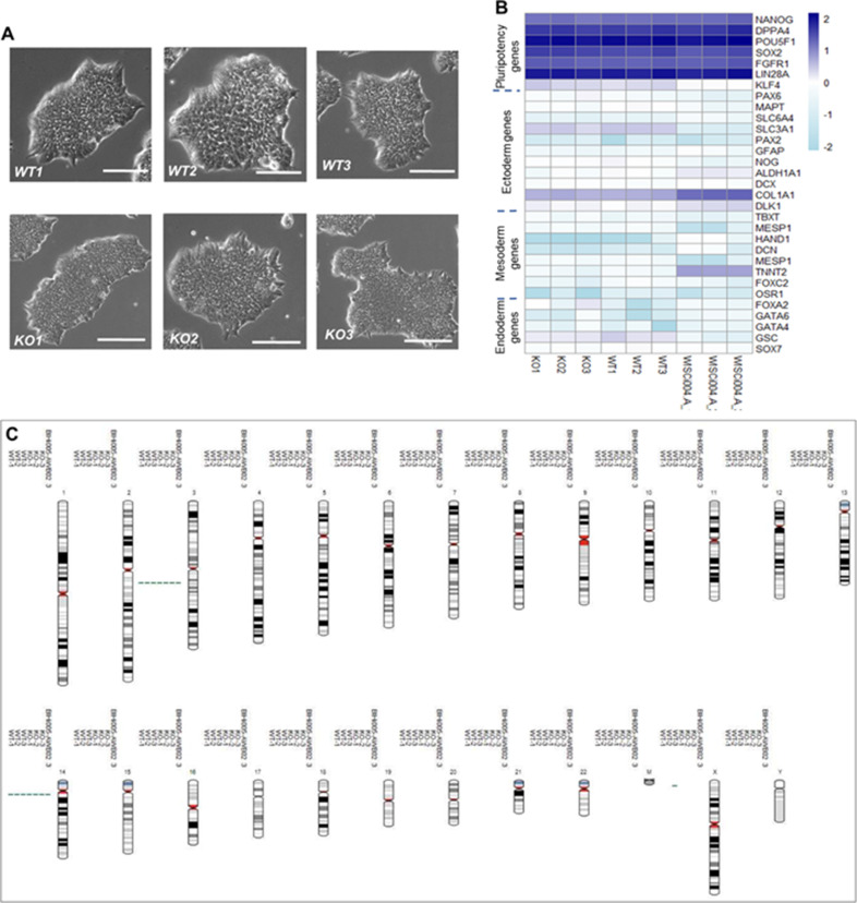 Figure 1—figure supplement 2.