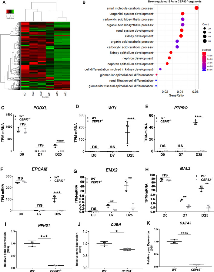 Figure 3—figure supplement 2.