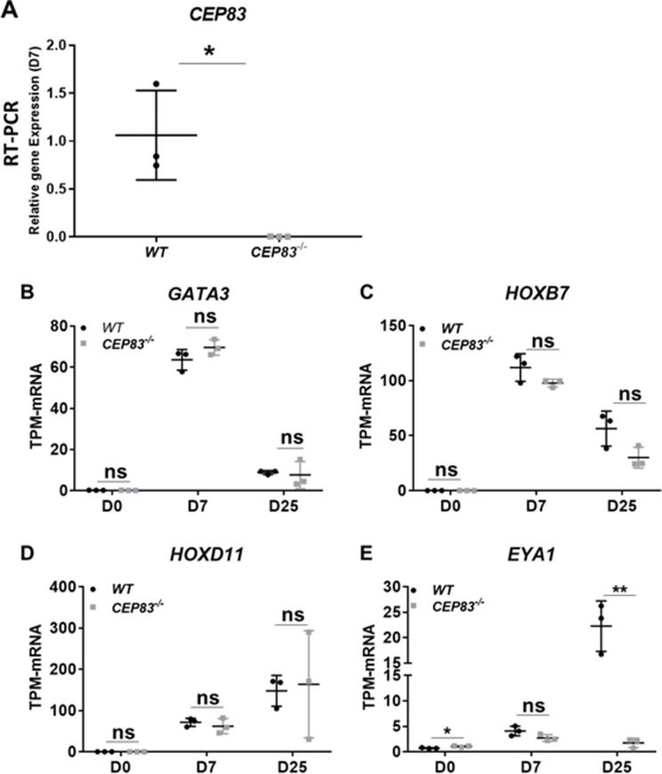 Figure 4—figure supplement 2.