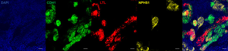 Figure 3—figure supplement 1.