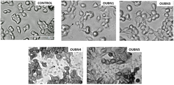 FIGURE 4