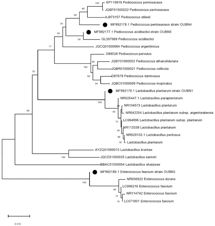 FIGURE 1