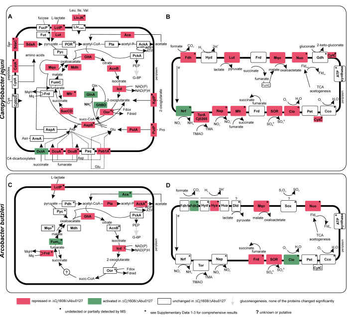 Metabolic pathway maps depict changes in protein expression. Pathways include citric acid cycle and electron transport chain in Campylobacter jejuni and Arcobacter butzleri.