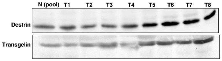 Fig. 10