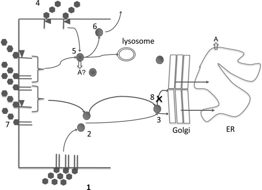 SCHEME 1.