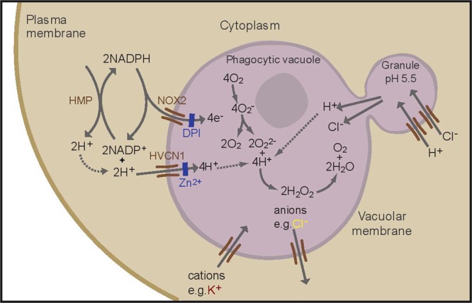 FIGURE 1