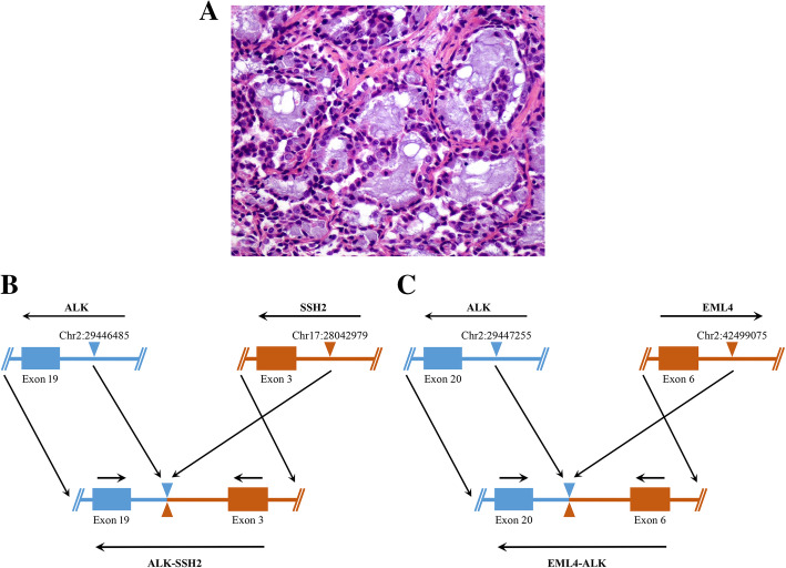 Fig. 2