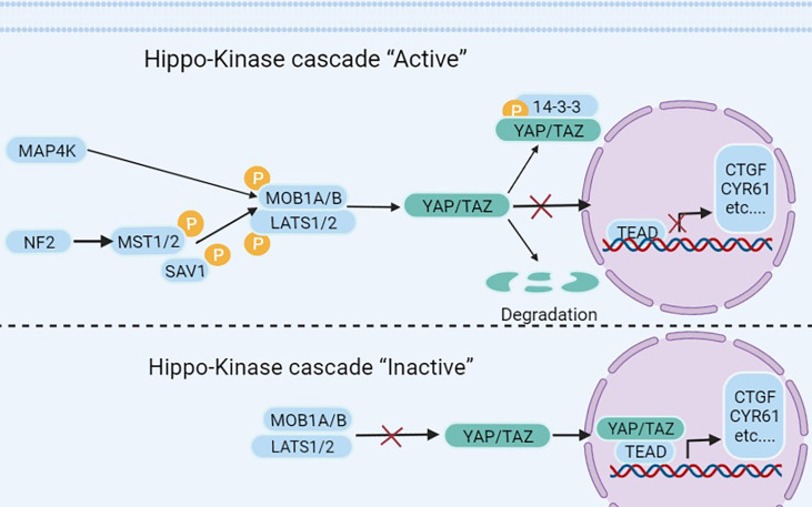 Figure 1