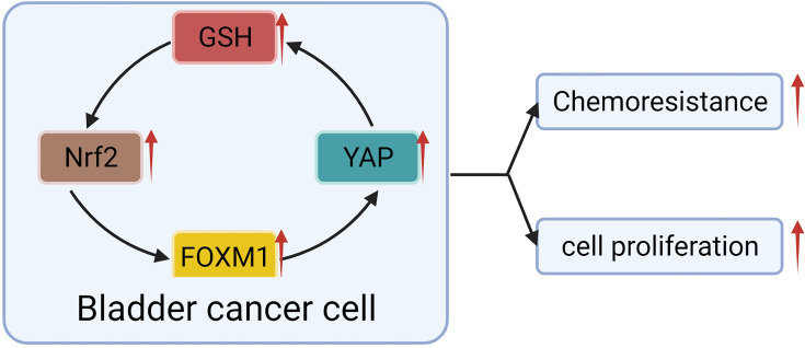 Figure 5