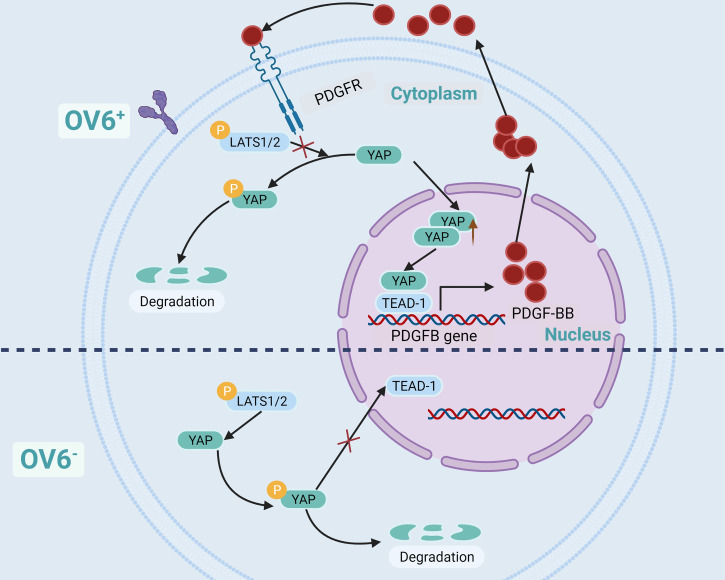 Figure 4