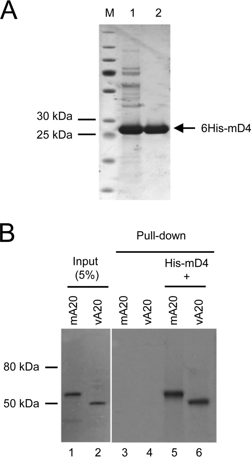 FIG 3