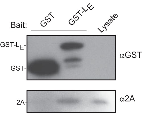 FIG 2