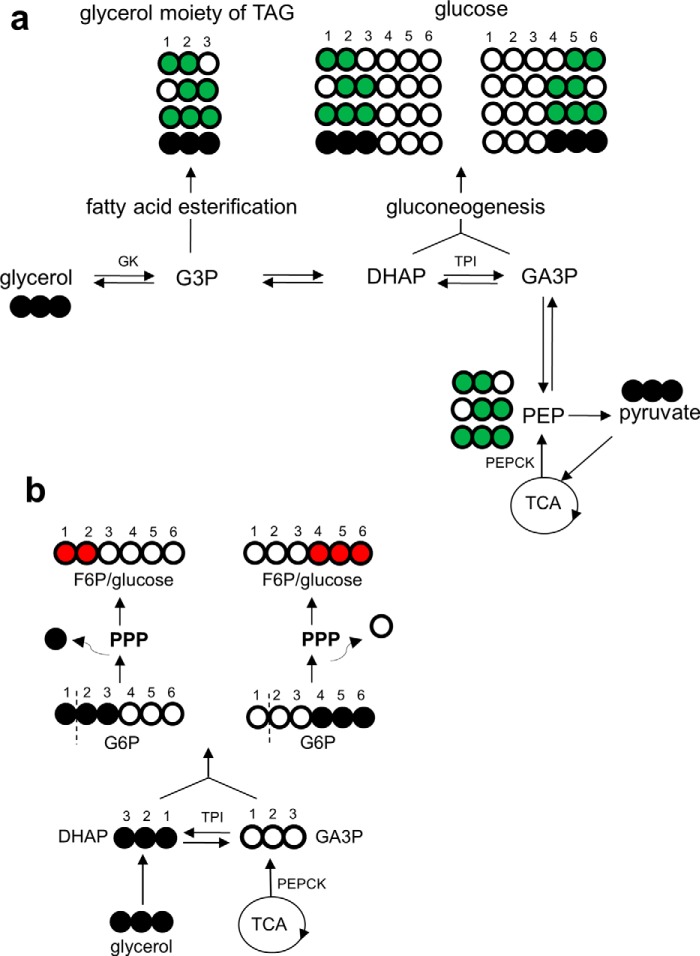 FIGURE 1.