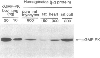 graphic file with name pnas01054-0125-c.jpg