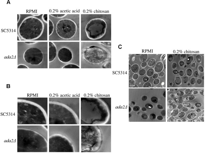 FIGURE 3